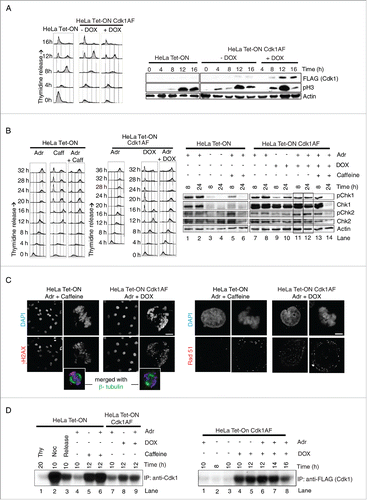 Figure 1. Mitotic timing and the checkpoint response in HeLa cells remains largely unaffected by inducible expression of Cdk1AF (A) HeLa Tet-ON and HeLa Tet-ON Cdk1AF cells were synchronised by a combined serum starvation and thymidine protocol (Materials and Methods), then washed and cultured in the presence (+DOX) or absence (-DOX) of doxycycline (DOX, 1 μg/ml). Cells at 0, 4, 8, 12 and 16 hours (h) post-release were collected for FACS and Western blotting. FACS profiles are shown in the left panel. Cdk1AF-Flag (FLAG), phosphorylated H3 (pH3) and Actin (Actin) at different time points detected by western immunoblotting are shown in the right panel. (B) HeLa Tet-ON and HeLa Tet-ON Cdk1AF cells were synchronised as before. Immediately upon release (T=0), HeLa Tet-ON Cdk1AF cells were induced with DOX which remained in the media for the rest of the experiment. DNA damage was induced with Adriamycin (Adr: 300 nM) at 4 h (T = 4) post release. Aliquots of HeLa Tet-ON cells were concurrently treated with 5 mM caffeine (Caff) (T=4). To inhibit apoptosis, pan-caspase inhibitor Z-VAD was added to all samples at T=4. Cells were harvested for biochemical analysis or fixed for immunofluorescence at T=16. FACS profiles are shown in the left and middle panels. Levels of phospho-Chk1 (pChk1), Chk1, phospho-Chk2 (pChk2), Chk2 and Actin are shown in the right panel, with vertical boxes indicating protein levels at 8 h and 24 h. (C) Synchronised HeLa Tet-ON and HeLa Tet-ON Cdk1AF cells were treated as described in Fig. 1B. After 4 h exposure to Adriamycin (T=8), cells were stained with γH2AX (red) and DAPI (blue) (left panel). Inset shows mitotic cells, confirmed by the presence of biopolar spindles with β- tubulin (green) staining. For both γH2AX and Rad51 quantification: n> 500 for interphase; n > 200 for mitotic cells. Scale bar represents 5 μm. (D) Cells were collected at indicated time points and lysed. Histone H1 kinase activity was measured in immunoprecipitates obtained with anti-Cdk1 antibodies (to pull down Cdk1, left panel) or anti-FLAG (to pull down Cdk1-FLAG, right panel). An autoradiogram of Histone H1 with P-32 phosphate in the in vitro kinase assay is shown (Materials and Methods). Untreated cells (labeled as release) or cells treated with thymidine (Thy) or Nocodazol (Noc) were used as controls.