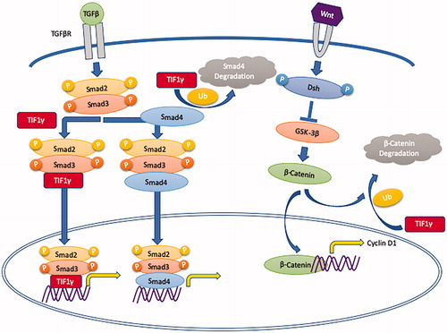 Figure 2. The tumor suppressive function of TIF1γ via the TGF-β/Smad and the Wnt/β-Catenin signaling pathways.