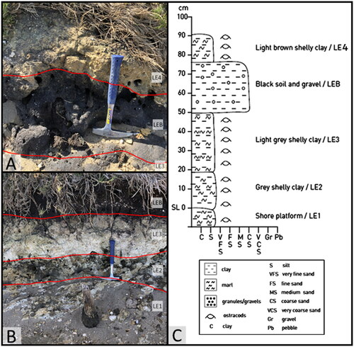 Fig. 2. Details of study locality at Ferndale Parade, Lakes Entrance. A, Images of beds LE3, LEB and LE4. B, Beds LE1, LE2, LE3 and LEB. C, Lithological column for Lakes Entrance sample locality.