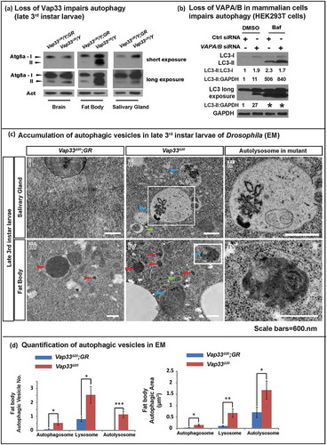 Figure 2. Loss of VAPs leads to autophagic vesicle accumulation. (a) Western blots with Atg8a antibody of late 3rd instar larvae. (b) HEK293T cells were transfected with control or VAPA/B siRNA for 4 days, then treated with DMSO or bafilomycin A1 (0.1 mg/ml) for 4 h. WBs show accumulation of LC3-I and LC3-II. Quantifications of LC3-II normalized to LC3-I and GAPDH are shown below each blot. LC3 long is a longer exposure of the LC3 blots. * indicates overexposure. (ci – iv) TEM images showing autophagic vesicles in salivary glands and fat body cells from Vap33∆20 and Vap33∆20;GR-Vap33WT 3rd instar larvae. Arrowheads indicate autophagosomes (green), lysosomes (red) and autolysosomes/amphisomes (blue). (cii’ and iv’) Higher magnification of autolysosomes/amphisomes in Vap33∆20 salivary gland and fat body. Scale bars: 600 nm. (d) Quantifications of the total area and number of autophagic vesicles in (c). Three animals were imaged from each genotype and 5 representative images were selected for each animal for quantification. Error bars represent s.e.m; *P < 0.05, **P < 0.01, ***P < 0.001).