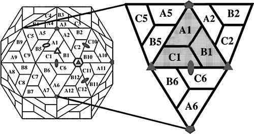 Figure 1. Diagram of the subunit packing in a T = 3 icosahedral lattice. The rhombic icosahedron is composed of 12 pentameric and 20 hexameric capsomeres for a total of 180 capsid proteins. The reference asymmetric unit composed of A1, B1, and C1 subunits is shown as a shaded triangle. Filled ovals, triangles, and pentagons define the locations of the two-, three-, and five-fold symmetry elements, respectively. Open ovals, triangles, and hexagons define the locations of quasi two-, three-, and six-fold symmetry elements, respectively. Modified from CitationDamodaran et al. (2002).