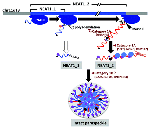 Figure 2. Paraspeckle formation proceeds during NEAT1 lncRNA biogenesis. NEAT1_1 and NEAT1_2 are shown by blue and red lines, respectively. The steps in paraspeckle formation in which essential PSPs (categories 1A and 1B) participate are shown. SFPQ (blue oval) and NONO (purple oval) preferentially bind to NEAT1_2. HNRNPK (black oval) binds to the pyrimidine stretch (open square) and arrests CFIm (pink and orange ovals)-dependent NEAT1_1 polyadenylation (CFIm-binding site cluster is shown by dark blue square).