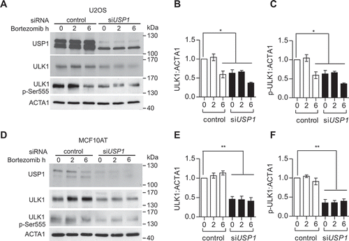 Figure 2. USP1 modulates ULK1 in mammalian cells. (a) U2OS and (b) MCF10AT cells were transfected with scrambled or USP1-specific siRNA and 72 h later were incubated with 100 nM bortezomib for the indicated time intervals. The cleared lysates were utilized to monitor endogenous ULK1 and ULK1 p-Ser555 by immunoblot. The relative amounts of each protein were quantified using ImageJ. The ratio of ULK1:ACTA1 and p-ULK1:ACTA1 was calculated and indicated in the graphs (c and d) and (e and f).