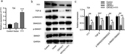 Figure 4. CRTAC1 inactivates the TGF-β signaling pathway by downregulating YY1.