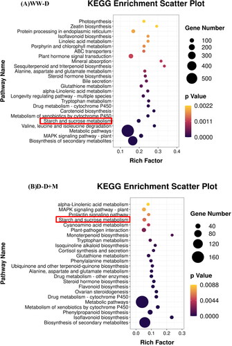 Figure 5. Bubble Diagram of KEGG pathway enrichment of differentially expressed genes (DEGs) in WW/D (A) and D/D + M (B) comparison. The eutrophication factor is calculated by dividing the number of DEGs by the cardinal number of any given pathway. The dot size represents the number of genes, and the dot color represents the range of adjusted p value.