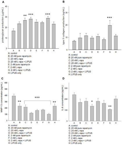 Figure 4 (A) L-rapa at 20 nM and 2 nM combined with LIPUS significantly enhanced proteoglycan production in HOACs. (B) L-rapa at 2 nM collaborated with LIPUS enhanced type II collagen production by nearly 3-folds in HOACs. (C) Treatment with pure rapamycin and L-rapa in the presence or absence of LIPUS, and LIIPUS alone inhibited MMP-13 proteins and (D) L-rapa at 2 nM and 20 nM in the presence of LIPUS significantly suppressed IL-6 protein production in HOACs (*P<0.05, **P<0.01, ***P<0.001; by one-way ANOVA, N=5).