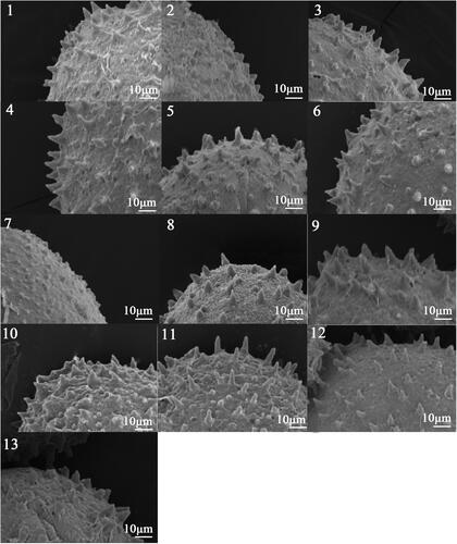 Plate 3. Scanning Electron Microscope photographs of the exine ornamention of 13 taxa of Lonicera.(1) Lonicera maackii, (2) Lonicera ferdinandi, (3) Lonicera korolkowi, (4) Lonicera tatarica, (5) Lonicera ruprechtiana, (6) Lonicera chrysantha, (7) Lonicera tatarinowii, (8) Lonicera edulis, (9) Lonicera korolkow × Lonicera maackii, (10) Lonicera korolkow × Lonicera tatarica No. 1, (11) Lonicera korolkow × Lonicera tatarica No. 2, (12) Lonicera korolkow × Lonicera tatarica No. 4, (13) Lonicera korolkow × Lonicera tatarica No. 8.