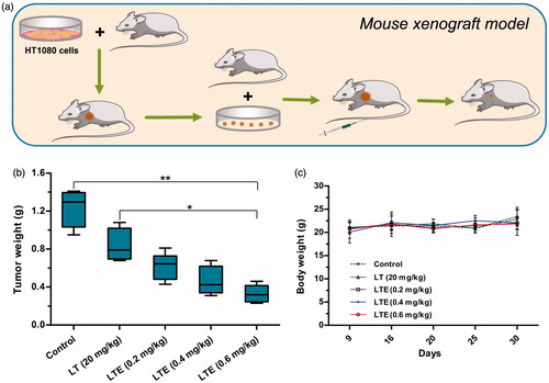 Figure 6. In vivo antitumor efficacy of LTE against fibrosarcoma HT1080 xenografts in athymic mice. (a) Mouse xenograft model and treatment. (b) Tumor weights in different treatment groups and the control group. *p < .05, the 0.6 mg/kg LTE group versus 20 mg/kg LT group; **p < 0.01, the 0.6 mg/kg LTE group versus the control group. (c) Body weight change of the HT1080 xenograft-bearing mice during the observation period.