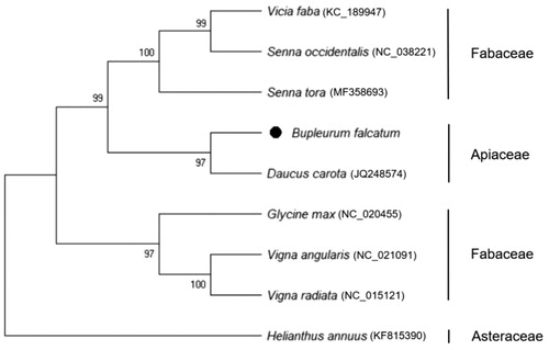 Figure 1. Phylogeny of B. falcatum and nine related species based on mitochondrial genome sequences. The phylogenetic tree was constructed using the Maximum-Likelihood method and JTT matrix-based model based on 12 common protein-coding genes of nine species mitochondrial genomes.