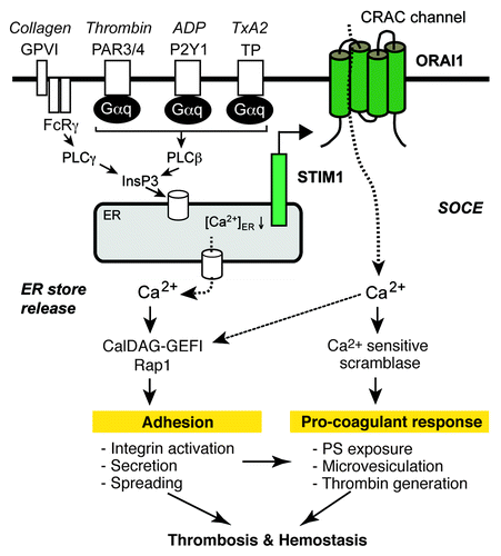 Figure 1. STIM1 and ORAI1 in platelet function. Stimulation of platelets with agonists such as thrombin, thromboxane A2, ADP, or collagen results in Ca2+ release from ER stores and SOCE. Ca2+ released from the ER activates the guanine nucleotide exchange factor, CalDAG-GEFI, which controls the activity of the small GTPase Rap1, a critical regulator of platelet responses such as integrin activation, secretion and spreading. STIM1 and ORAI1 are the major homologs mediating SOCE in platelets. Sustained elevated [Ca2+]i resulting from SOCE is essential for activation of the enzyme scramblase, which exposes phosphatidylserine (PS) on the outer surface of the cell membrane. PS exposure allows for the binding of coagulation factors on the platelet surface, thereby stimulating the generation of thrombin at sites of vascular injury. Both the adhesive and the pro-coagulant activity of platelets are critical for hemostasis and thrombosis.