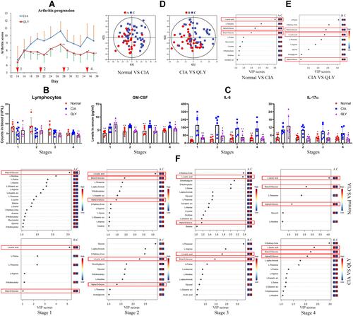 Figure 2 Dynamic changes of arthritic severity and metabolic profile in CIA rats (stage 1: AIA onset, stages 2–3, active phase, stage 4, inactive phase). (A) Periodic changes in arthritis score throughout the observational period; (B) periodic changes in peripheral lymphocyte counts; (C) periodic changes in T cells-released inflammatory cytokines in peripheral blood assessed by ELISA; (D), general metabolic profile differences among different groups revealed by PLS-DA using 1H NMR data of the serum; (E), general discriminating metabolites among different groups revealed by PLS-DA using data from all the samples (ranked according to VIP values); (F), discriminating metabolites among groups identified by PLS-DA at different sampling time points. The symbols of A, B, and C in images (D–F) represent normal healthy, QLY treatment and CIA groups, respectively. Statistical significance: *p < 0.05 and **p < 0.01 compared with AIA models.