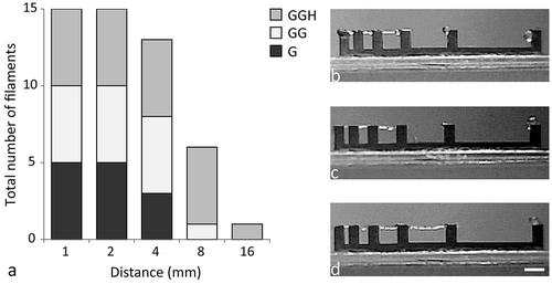 Figure 1 Evaluation of filament collapse in gap bridging as a measure of filament stability. Overview of the total number of filaments out of five that could bridge each distance (a). Each shade of gray represents the proportion of filaments for each separate hydrogel formulation. Three-dimensional printing with formulation GGH formed the most stable filaments as these could bridge the largest gaps without collapsing (8 mm, all evaluated filaments; 16 mm, one filament). Examples of the filament appearance of formulations G (b), GG (c), and GGH (d). Scale bar represents 4 mm for all pictures. With G = 10% gelMA, GG = 10% gelMA + 0.5% gellan gum, and GGH = 9.5% gelMA + 0.5% gellan gum + 0.5% HAMA.