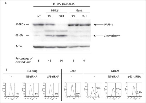 Figure 5. NB124 promotes p53-dependent apoptosis. (A) Induction of PARP-1 cleavage: Western blot analysis of poly (ADP-ribose) polymerase (PARP-1) cleavage in cell lysates obtained from H1299-p53R213X cells treated with NB124 (0.4 mg/ml) or gentamicin (0.8 mg/ml) for 30 or 50 hours. NT: non treated. Visible bands correspond to the full-length PARP-1 (116 kDa) and the larger fragment of the cleaved protein (89 kDa), and the β-actin used as a loading control. Percentage of the cleaved form is calculated as the ratio cleaved/ (cleaved + full length). (B) AnnexinV-PE staining: H1299-p53R213X cells were transiently transfected with a p53-targeting siRNA (p53-siRNA) or a non-targeted siRNA (NT-siRNA) or were left untransfected (−). Cells were then left untreated or treated with NB 124 (0.4 mg/ml) or gentamicin (1.2 mg/mL) for 50 hours. Percentages indicate the proportion of Annexin-PE-positive cells detected on flow cytometry, corresponding to cells undergoing apoptosis, with exposed PS (overall apoptosis).