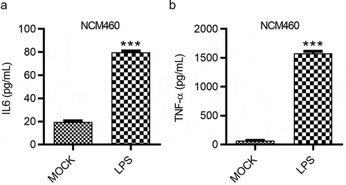 Figure 3. LPS induces the inflammatory response of NCM460 cells. (a and b) The concentrations of IL-6 and TNF-α in NCM460 cells after indicated treatment were measured using ELISA. ***p < 0.001
