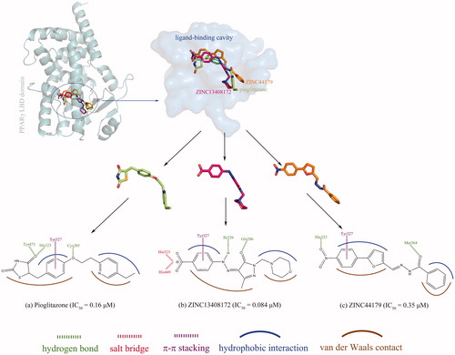 Figure 4. Superposition of computationally modelled conformations of ZINC13408172 and ZINC44179 onto that of pioglitazone in the ligand-binding cavity of PPARγ LBD domain. Comparison of noncovalent interactions at the complex interfaces of PPARγ LBD domain with pioglitazone (a), ZINC13408172 (b) and ZINC44179 (c).