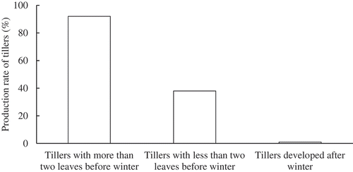 Figure 4. Relationship between the starting time of tillering and production rate in ‘Kitahonami’ (Araki, Citation2015a). The data is the average of two experimental fields in two growing seasons.