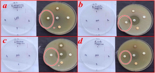 Figure 10. Antimicrobial activity test of NiO NPs against the (a) Pseudomonas aeruginosa (b) Bacillus subtilis (c) Staphylococcus aureus, (d) Escherichia coli.