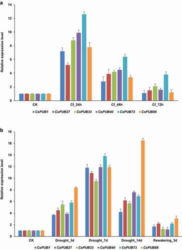 Figure 5. Expression patterns of the six CsPUB genes confirmed by qRT-PCR. (a) Expression levels of the six upregulated CsPUBs under C. fructicola attack; (b) Expression levels of the six upregulated CsPUBs under drought treatment. Three independent experiments were performed. CsGAPDH1 acted as the internal control gene to normalize the expression data.