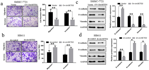 Figure 3. CircSETD2 knockdown or overexpression can impact liver cancer cell (SMMC-7721 and HB611) invasion and migration. (a) Effect of circSETD2 knockdown on the invasion and migration of liver cancer cells (SMMC-772) via Transwell. (b) Effect of Transwell-mediated overexpression of circSETD2 on the invasion and migration of liver cancer cells (HB611). (c) Western blot was utilized to assess the effect of circSETD2 silencing on the expression of proteins involved in the invasion and migration of liver cancer cells (SMMC-7721). (d) Effects of circSETD2 overexpression on the expression of HCC cell (HB611) invasion and migration–related proteins identified through Western blot. *p < 0.05, **p < 0.01.