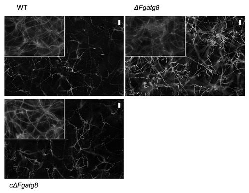 Figure 6. Lipid droplets in mycelia of F. graminearum strains after 48 h incubation in 1/10 DFM with 2x glucose and NO3 as nitrogen source and a subsequent change in nutrient solution and a further 48 h incubation in four times NO3 with no glucose. Inserts shows parts of images of similar cultures after the first 48 h and before the shift to high N and no C medium to show that all treatments starts with the same amounts of lipid droplets after the initial incubation. The lipid droplets was stained with the fluorescent stain Nile Red and filters and image processing optimized for showing lipid droplets. Bars = 50 µm.