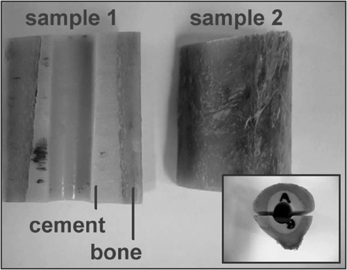 Figure 2. Ex-vivo samples after preparation with bone cement, drilling and bisection.