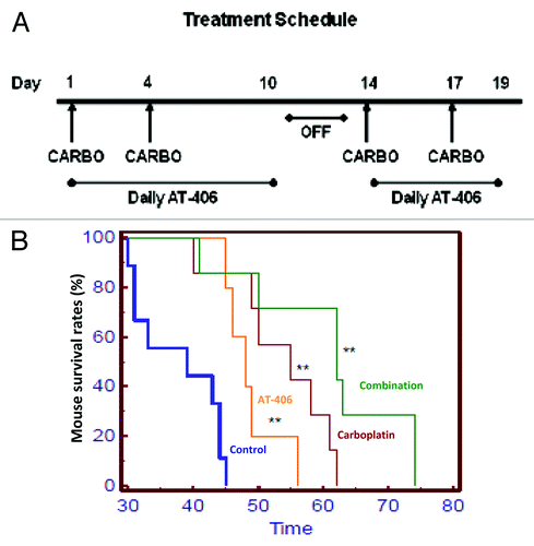 Figure 5. AT-406 displayed anti-ovarian cancer efficacy as a single agent and when used in combination with carboplatin, and prolonged survival of experimental mice. (A) Schematic representation of in vivo treatment schedule. Briefly, 5 × 106 OVCAR3ip cells were injected i.p. into a cohort of immunocompromised B6.129S7-Rag1tmMom mice. The tumors were allowed to grow for a week and these mice were then randomly divided into the following treatment groups: Control (n = 9), Carboplatin (n = 7), AT-406 (n = 5), and Combination (n = 7). These groups were treated as depicted in the schematic and the followings: Control treatment, the vehicle (200μl) by oral gavage everyday for 10 d, followed by a 3 d break, and 6 subsequent treatments for a total of 16 treatments; AT-406 treatment, AT-406 at 100 mg/kg by oral gavage as described for the vehicle treatment; carboplatin treatment, 40 mg/kg intraperitoneal injection of carboplatin twice weekly for two cycles; and the combination treatment, treating with AT-406 and carboplatin simultaneously adhering to the protocol described above for individual agents. Survival analysis was performed and mice were sacrificed when they appeared moribund or displayed signs of distress. (B) Kaplan-Meier survival curves that compare the control vehicle-treated (n = 9), carboplatin-treated (n = 7), AT-406-treated (n = 5), or AT-406 plus carboplatin-treated (n = 7) mice. Group 1 = Control, Group 2 = Carboplatin, Group 3 = AT-406, Group 4 = AT-406 plus Carboplatin. **, p > 0.005