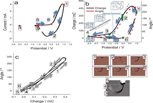 Figure 3. A PPy/tape bilayer muscle was submitted to consecutive potential sweeps from 1.00 V to −2.50 V, at 5 mVs−1 in 0.1 M LiClO4 aqueous solution. (a) Stationary voltammetric response after three consecutive potential cycles. (b) Parallel evolution of the consumed charge, coulovoltammetric response (black line), and parallel evolution of the angle described by the muscle, voltammo-dynamics response (dotted red line). (c) Amplitude of the described angle for different consumed charges: coulo-dynamic response. Pictures 1–6 show the bending position of the muscle for the same points, 1 to 6, on figures 2a, 2b and 2c. The last picture overlaps pictures 3, 4 and 5. Reproduced with permission from Ref [Citation109]. Elsevier.