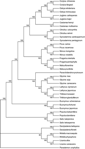 Figure 1. Phylogenetic data of 41 species within the family Celastraceae based on the maximum-likelihood analysis of the whole chloroplast genome sequences using 500 bootstrap replicates. The analysed species and corresponding GenBank accession numbers are as follows: Corylus chinensis NC_032351.1, Corylus fargesii NC_031854.1, Castanea henryi NC_033881.1, Castanea mollissima NC_014674.1, Citrullus colocynthis NC_035727.1, Citrullus rehmii NC_035975.1, Dactyladenia bellayana NC_030555.1, Dactyladenia floretii NC_030557.1, Euonymus japonicus NC_028067.1, Euonymus schensianus NC_036019.1, Fragaria orientalis NC_035501.1, Fragaria pentaphylla NC_034347.1, Ficus carica NC_035237.1, Ficus racemosa NC_028185.1, Glycine canescens NC_021647.1, Glycine max NC_007942.1, Glycine soja NC_022868.1, Gynostemma cardiospermum NC_035959.1, Gynostemma pentagynum NC_036136.1, Hirtella macrosepala NC_030561.1, Hirtella physophora NC_024066.1, Juglans cathayensis NC_033893.1, Juglans major NC_035966.1, Juglans cathayensis NC_033893.1, Juglans major NC_035966.1, Lathyrus clymenum NC_027148.1, Lathyrus japonicus NC_027075.1, Licania alba NC_024064.1, Licania canescens NC_030566.1, Malus florentina NC_035625.1, Malus prunifolia NC_031163.1, Morus mongolica NC_025772.2, Morus notabilis NC_027110.1, Ostrya rehderiana NC_028349.1, Ostrya trichocarpa NC_034295.1, Pararchidendron pruinosum NC_035348.1, Parastemon urophyllus NC_030517.1, Populus balsamifera NC_024735.1, Populus davidiana NC_032717.1, Salix babylonica NC_028350.1, Salix tetrasperma NC_035744.1, Trifolium boissieri NC_025743.1, and Trifolium glanduliferum NC_025744.1.