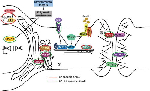 Figure 5. A working model of molecular pathways effected by perinatal protein malnutrition and the genes exhibit a restoration of 5hmC levels to control level in the LP+EE mice. Schematic representation of genes/pathways involved in mechanisms that intervene in neuronal growth mediated by the dynamic stability of microtubules, maintenance of neural circuits by cell-adhesion proteins, trafficking and transport of molecules, and epigenetics regulations. Genes marked with a red circle indicate LP-specific 5hmC, while green circles indicate LP+EE-specific 5hmC