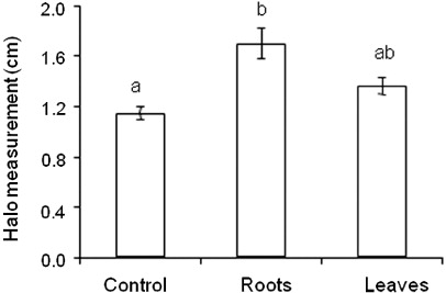 Figure 5. Effect of aqueous extract from U. decumbens roots and leaves on strain BHCB8.5 (B. japonicum) in vitro. Values represent means (n =4 Petri dishes)±standard deviation. Different letters represent significant differences between treatments (one-way ANOVA, followed by Duncan test P≤5%).