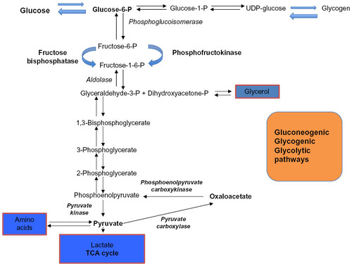 Figure 1 The gluconeogenic, glycolytic, glycogenolysis, and glycogen synthesis pathways.