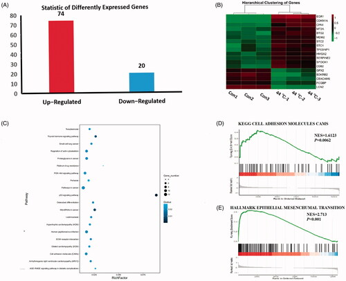 Figure 5. A549 cells treated by 44 ° during10 min, detecting differentially expressed genes (DEGs) and functions through RNA-sequencing assay. (A) The number of up-regulated and down-regulated genes (fold change ≥1.5 and p < 0.001). Red column represents upregulated genes; blue column represents downregulated genes. (B) Heatmap showed the TOP 18 DEGs. Red indicates upregulated, whereas green indicates downregulated. (C) Scatter plot of the KEGG pathway enrichment of DEGs. The longitudinal axis represents pathway name; the horizontal axis represents rich factor; the dot size represents the number of DEGs in this pathway; and the color of the dot corresponds to different Q-value ranges. (D) and (E) GSEA revealed a significant enrichment of cell adhesion molecules and EMT signature after sublethal heat treatment.