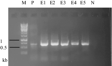 Figure 5. 720 bp DNA bands amplified from 5 pEGFP75 transformed colonies and positive control (pEGFP75 plasmid). M: 1 kb DNA ladder, N: negative control, P: positive control, E1-6: transformant samples.