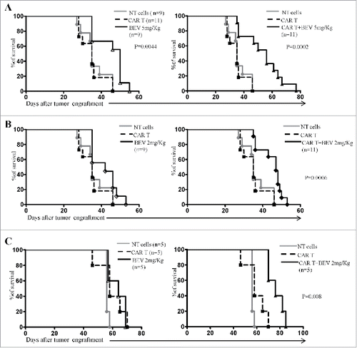 Figure 1. Survival of mice engrafted with HTLA-230 or IMR-32 NB cells and treated with GD2-CAR T cells and BEV as single agents or in combination. A-B. Six-week old female Scid/Beige mice were xenografted in the left adrenal gland with HTLA-230 NB cells (1x106 cells/mouse). Two weeks later, mice received human untransfected T cells (NT, 10x106/mouse), BEV(Avastin®, A: 5 mg/Kg; B: 2 mg/Kg) or GD2-CAR T cells (10x106 cells/mouse) given either alone or 48 hours after BEV. A single iv treatment was performed. Kaplan-Meier analyses from two independent experiments with T cells from two donors are shown. C. Six-week old female Scid/Beige mice were xenografted in the left adrenal gland with IMR-32 NB cells (1x106 cells/mouse). Two weeks later, mice received human untransfected T cells (NT, 10x106/mouse), BEV (Avastin®, 2 mg/Kg) or GD2-CAR T cells (10x106 cells/mouse) given either alone or 48 hours after BEV. A single iv treatment was performed. Kaplan-Meier analysis is shown.