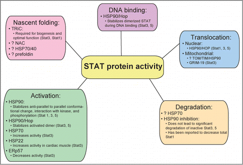 Figure 1. STAT proteins interact with multiple chaperones to achieve nascent folding, activation, nuclear (and possibly mitochondrial) translocation, DNA binding, and possibly degradation.
