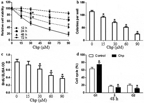 Figure 1. Chrysophanol (Chp) inhibits the growth of HBL-52 cells in vitro. Cells were treated with different concentrations of chrysophanol for the indicated periods, and (a) CCK8, (b) cell colony formation, and (c) bromodeoxyuridine (BrdU) assays were conducted. (d) The distribution of cells in different phases of the cell cycle was determined by flow cytometry after treatment with 60 μM chrysophanol for 48 h. *P< 0.05, compared with 0 μM chrysophanol group or control group