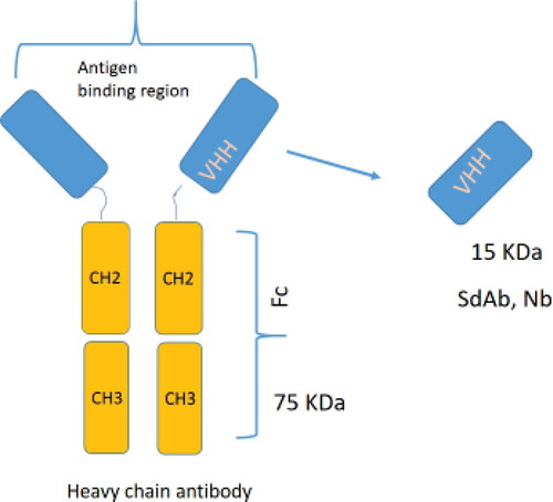 Figure 2. Schematic representation of the Heavy chain antibody present in the Camelidae serum, lacking light chain and the CH1. The recombinant VHH is obtained after cloning and expression. VHH is the smallest intact antigen-binding fragment that can be obtained.