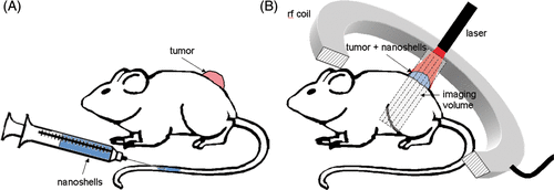 Figure 1. MRTI Imaging of AuNS Mediated Heating Schematic - Tumors were grown on the backs of SCID mice. 24-hours prior to treatment, PEGylated AuNS suspended in phosphate buffered saline were injected via tail vein and allowed to circulate. On treatment day, mice were anesthetized and tumors illuminated with a laser under real-time magnetic resonance temperature image monitoring.