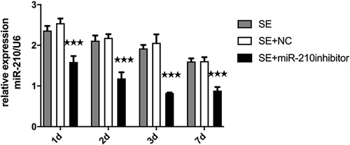 Figure 2 The expression of miR-210 in the hippocampus after microinjection of a miR-210 inhibitor. ***p < 0.001.