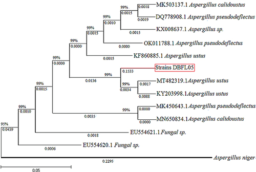 Figure 2. Phylogenetic tree of strain DBFL05.
