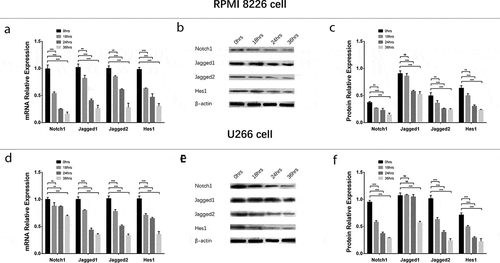 Figure 7. Regulation of Notch pathway in MM cells treated by GANT61 with different treatment times. mRNA expressions of Notch pathway-related factors (including Notch1, Jagged1, Jagged2, Hes1) after treated by 10 μmol/L GANT61 with different treatment times (0, 18, 24, 36 h) in RPMI-8226 cells (a). Protein expressions of Notch pathway-related factors (including Notch1, Jagged1, Jagged2, Hes1) after treated by 10 μmol/L GANT61 with different treatment times (0, 18, 24, 36 h) in RPMI-8226 cells (b, c). mRNA expressions of Notch pathway-related factors (including Notch1, Jagged1, Jagged2, Hes1) after treated by 10 μmol/L GANT61 with different treatment times (0, 18, 24, 36 h) in U 266 cells (d). Protein expressions of Notch pathway-related factors (including Notch1, Jagged1, Jagged2, Hes1) after treated by 10 μmol/L GANT61 with different treatment times (0, 18, 24, 36 h) in U266 cells (e, f). Comparison between two groups was determined by t-test. P value < 0.05 was considered significant. *P < 0.05; **P < 0.01; ***P < 0.001. MM, multiple myeloma.