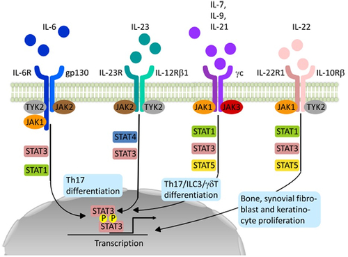 Figure 1 Function and target of JAK kinases. Schematic representation of relevant Janus kinases (JAK) - signal transducers and activators of transcription (STAT) signaling pathways potentially involved in the pathogenesis of spondyloarthritides. Binding of the different Interleukins (IL) to their specific receptor subunits on different cell populations, eg T cells, innate lymphoid cells (ILC) or effector cells such as osteoblasts, fibroblasts or keratinocytes leads to activation of JAK-STAT pathways. The different isoforms of JAK are coupled to specific receptor/cytokine pairs and allow for a targeted inhibition with a specific JAK inhibitor. Adapted with permission from Hammitzsch A, Lorenz G, Moog P. Impact of Janus Kinase Inhibition on the Treatment of Axial Spondyloarthropathies. Front Immunol. 2020;11:591176.Citation49