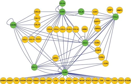 Figure 3 The chemokine network shows eight asthma-related single nucleotide polymorphism proteins (green nodes) binding to each other and their receptors (yellow nodes) found in the integrated protein interaction network analysis database.