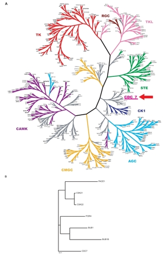 Figure 1 Homology analyses of human Cdc7 kinase. A)The human kinome tree. Kinase family members were classified into the following eight subgroups on the basis of their primary structures: CAMK (calcium/calmodulin-dependent kinase group), TK (tyrosine kinase group), RGC (receptor guanylyl cyclase group), TKL (tyrosine kinase-like group), STE (sterile phenotype kinase group), CK1 (cell kinase 1/casein kinase 1 group), AGC (protein kinases A, G and C group), CMGC (cyclin-dependent-kinase [CDK], mitogen-activated-kinase [MAPK], glycogen-synthase-kinase [GSK] and CDK-like kinase group). B) A phylogenetic tree of Cdc7 and some human protein kinases which are most similar to Cdc7.