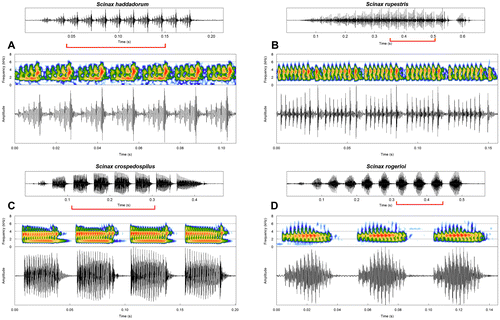 Figure 2. Amplitude modulation patterns of the advertisement calls of four species of Scinax. Oscillograms of one call followed by detailed waveforms and spectrograms are portrayed. Fine-scale figures were obtained from oscillogram sections delimited by red brackets for each species. (a) An 11-pulse call of S. haddadorum with regular five-pulse sub-units within each one of the seven pulses detailed in the waveform; sound file: Scinax_haddadorumBarraGarcasMT1fFSA_AAGb; (b) a 17-pulse call of S. rupestris with regular eight- to nine-pulse sub-units within each one of the five pulses detailed in the waveform; sound file: Scinax_rupestrisVeadGO3aCSB_AAGm671; (c) an 8-pulse call of Scinax crospedospilus with regular multipulsed sub-units within each one of the four pulses detailed in the waveform; sound file: Scinax_crospedospilusChiadorMG1bTRC_AAGmt; (d) a 10-pulse call of Scinax rogerioi with regular multipulsed sub-units within each one of three pulses detailed in the waveform; sound file: Scinax_rogerioi_Veadeiros_GO_1BFVT_mct.