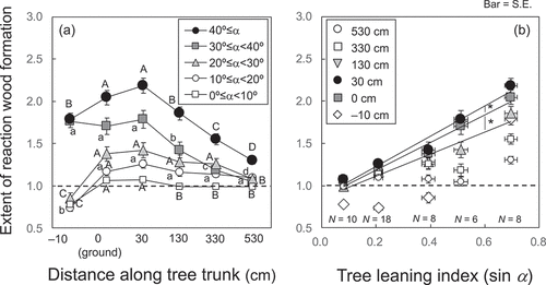 Figure 3. Relationship between reaction wood formation and (a) distance along the tree trunk and (b) tree leaning angle (a) relative to the vertical axis at different tree positions from the ground (0 cm). The different letters (A–D, a–d) indicate that the values are significantly (p < .05) different between positions along the tree trunk in each class of tree leaning angles (a). Asterisks indicate that regression slopes are significantly (P < 0.05) different between positions along tree trunk