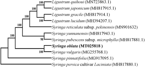 Figure 1. The NJ tree based on chloroplast genome sequences.