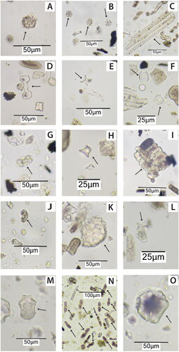 Figure 4. Common and distinctive phytolith forms observed in White Marl archaeobotanical samples, morphotypes listed indicated by arrows: (A) arboreal globular granulate (S7, 160 cm); (B) Arecaceae globular echinates (S17, 52 cm); (C) Poaceae elongate psilate conjoined (S5, 185 cm); (D) Aristoideae bilobe (S21, 5 cm); (E) Bambusoideae spiked rondel (S13, 93 cm); (F) Chloridoideae saddles (S21, 5 cm); (G) Panicoideae bilobe (S17, 52 cm); (H) Pooideae rondel (S21, 5 cm); (I) Phragmites conjoined stacked bulliforms (S17, 52 cm); (J) Manihot sp. secretory cell phytoliths (S13, 93 cm); (K) Cucurbita (squash) scalloped sphere (S17, 52 cm); (L) Oryza (rice) double peaked glume (S20, 15 cm); (M) Calathea rhizome cylinder (S20, 15 cm); (N) Unidentified fused phytoliths (S9, 150 cm); (O) Burnt occluded carbon Poaceae keystone (S21, 5 cm).