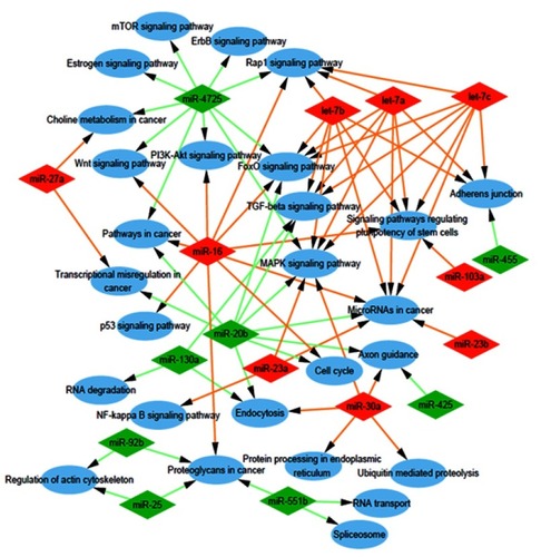 Figure 2 Analysis of involved pathways. KEGG pathway analysis of target genes of the nine most up-expressed miRNAs and eight most down-expressed miRNAs in D/exo cells showed a functional network.Abbreviations: KEGG, Kyoto Encyclopedia of Genes and Genomes; D/exo, exosomes from docetaxel-resistant cells.