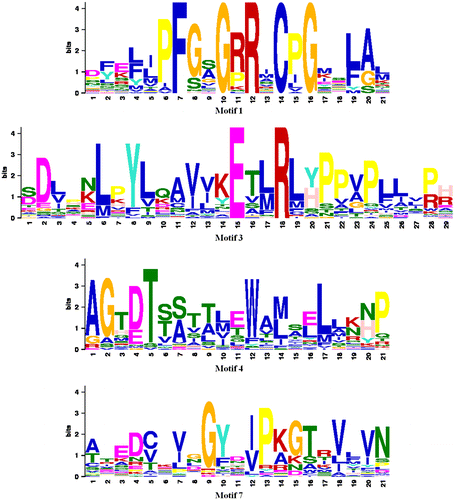 Figure 3. Sequence-specific MEME conserved motifs for CYP proteins.